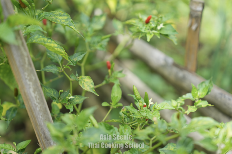 Why Do Thai People Love Spicy Food?